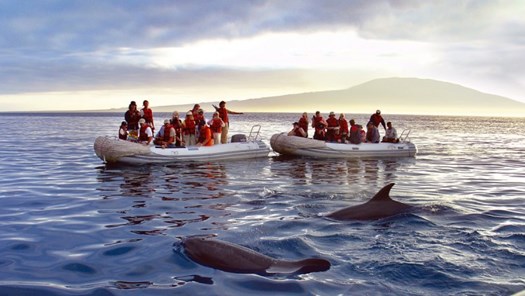 Dophins from zodiac.jpg