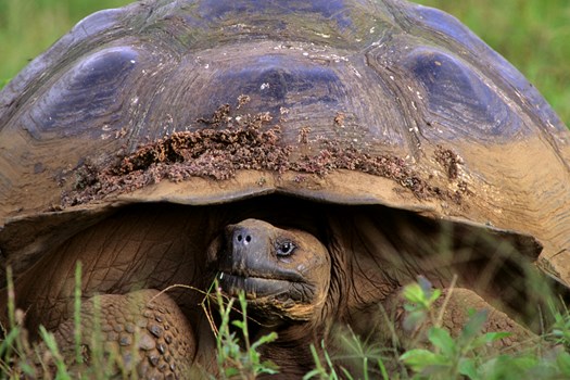Giant Tortoise.jpg