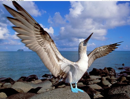 Blue footed booby.jpg