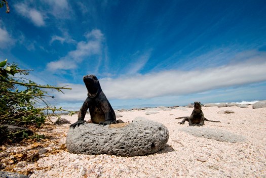 Marine iguanas sunning.jpg