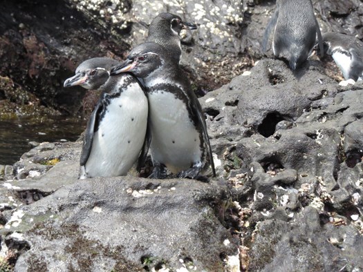 Penguinos-Tagus-Cove.jpg