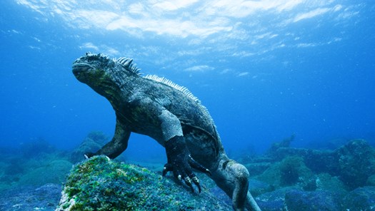 Underwater iguana.jpg
