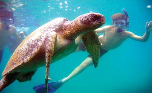 snorkeling-with-a-sea-turtle-galapagos.jpg