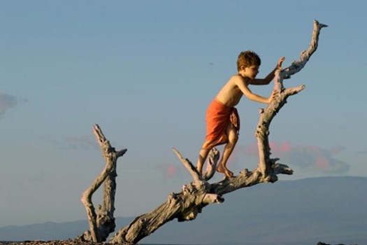 child in tree.jpg