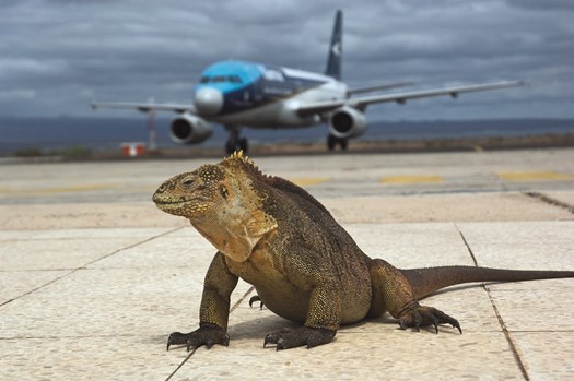 Iguana at airport.jpg